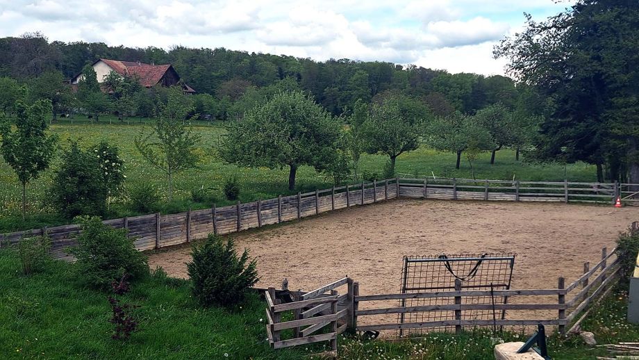 brown horse inside stable